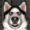 1750379191384.gif